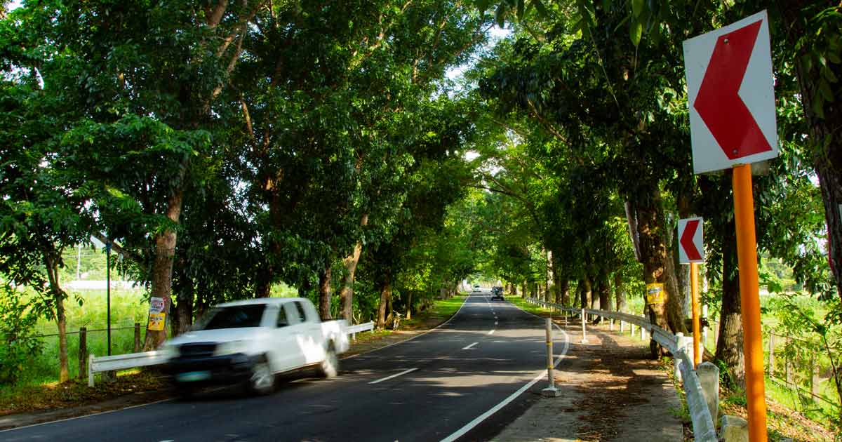 SAVE THE TREES. The national highway that traverses the VSU main campus is lined with trees with thick foliage.