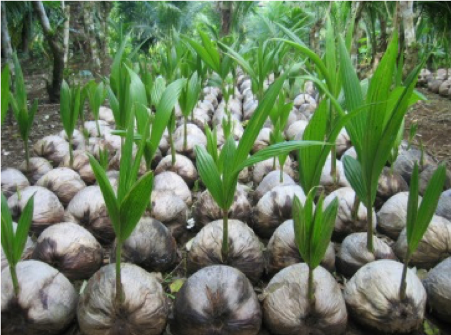 Coconut Production.png