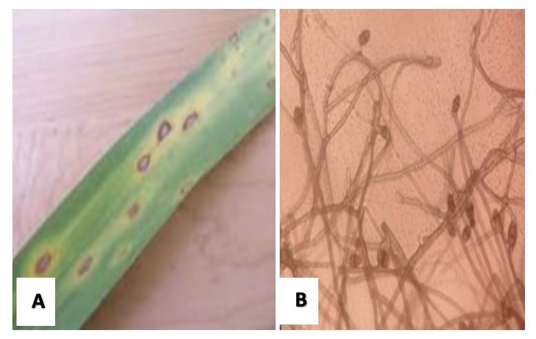 Leaf Spot.png