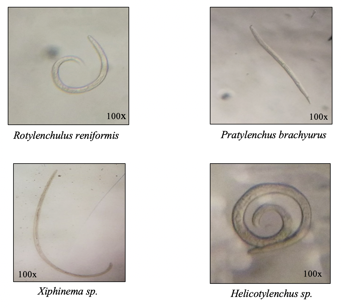 Parasitic Nematodes.png