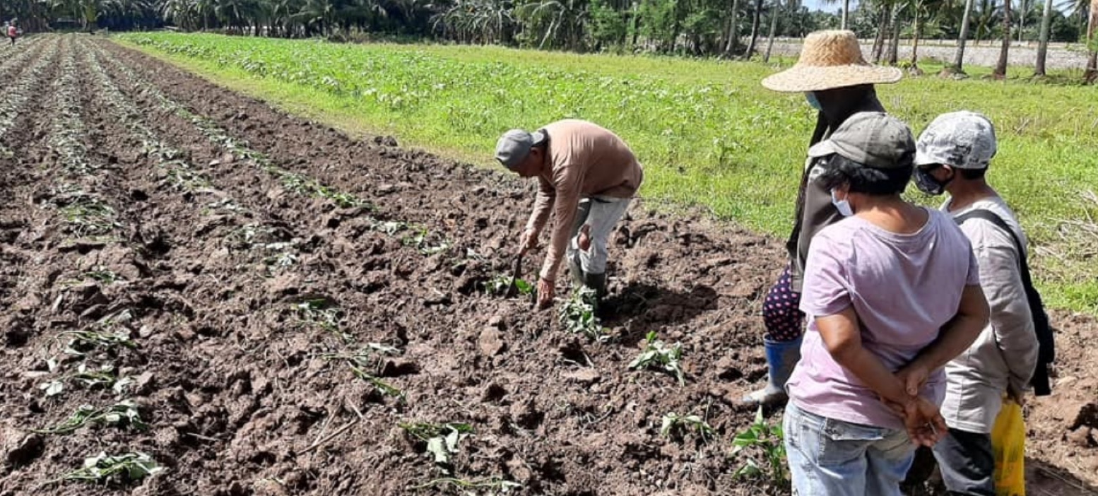 VSU Root Crop Preparation