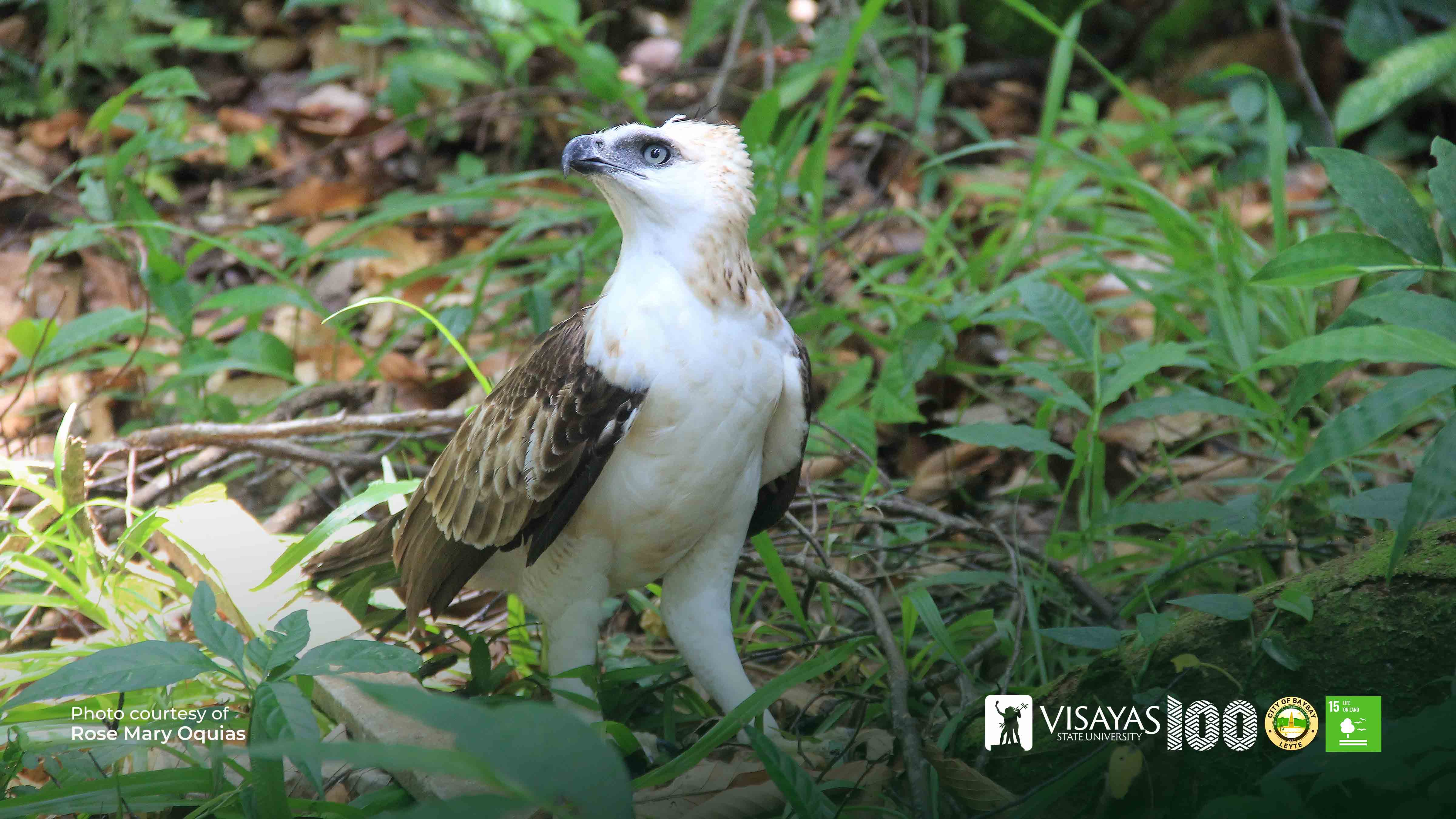 Pinsker's Hawk-eagle
