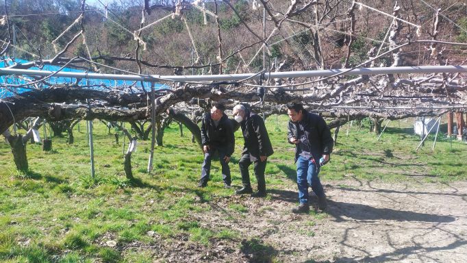 Tottori_Pear_Orchard_Tour.jpg