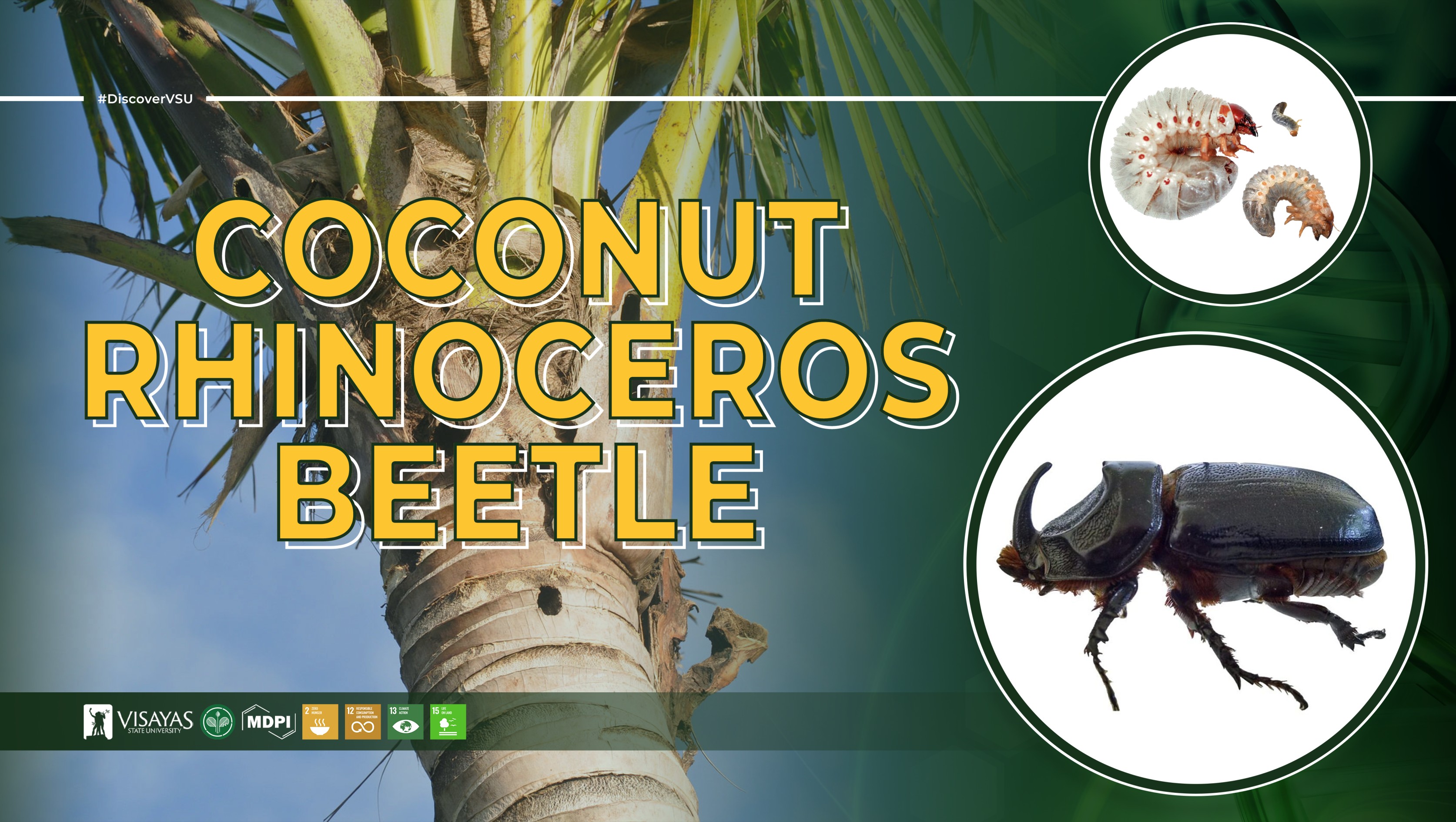 Coconut-Rhinoceros-Beetle