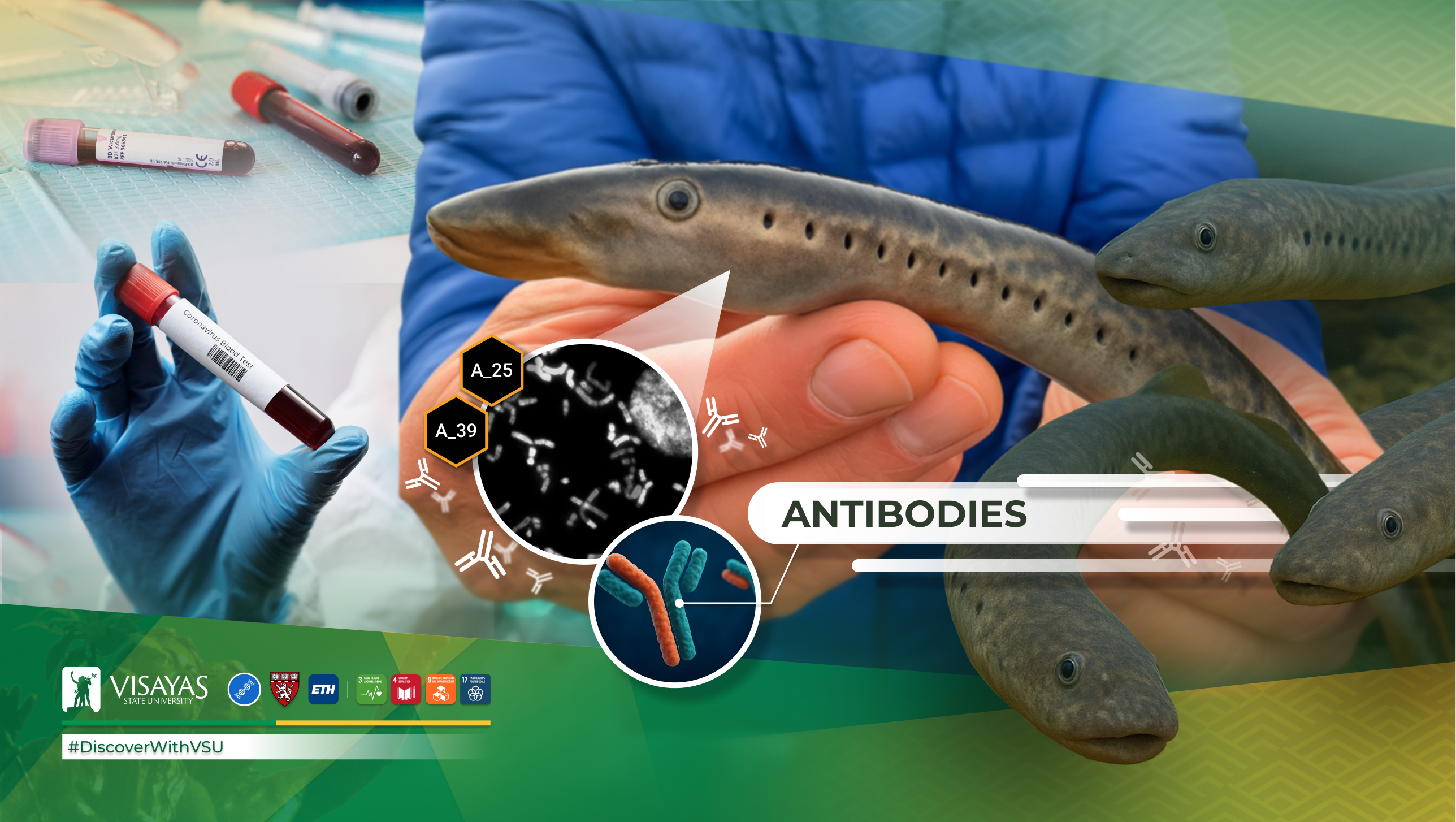 DiscoverWithVSU-Lampreys-help-unlock-new-antibodies-for-safer-blood-medicine