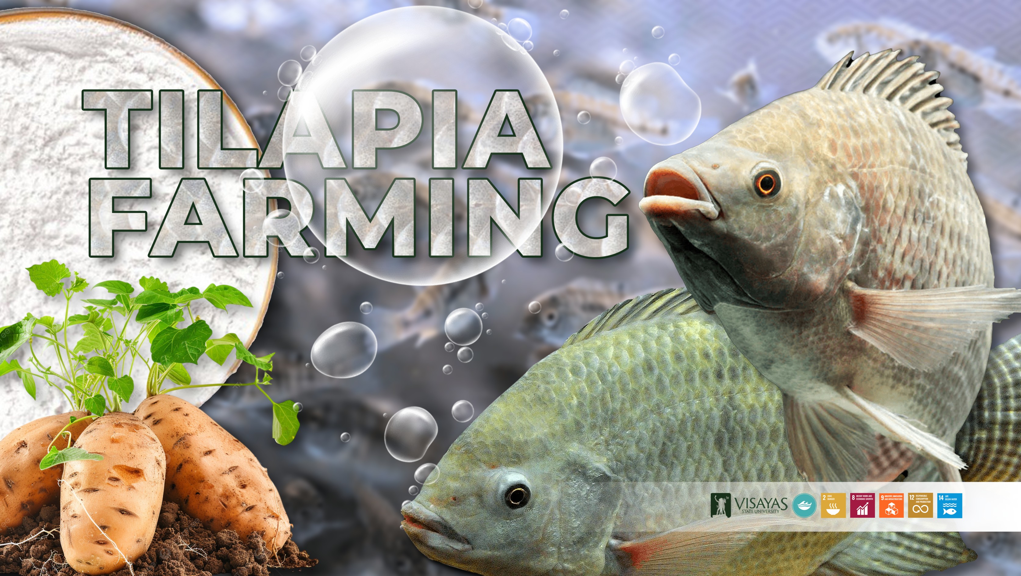 Sweetpotato-starch-improves-growth-and-feed-efficiency-in-tilapia-fry