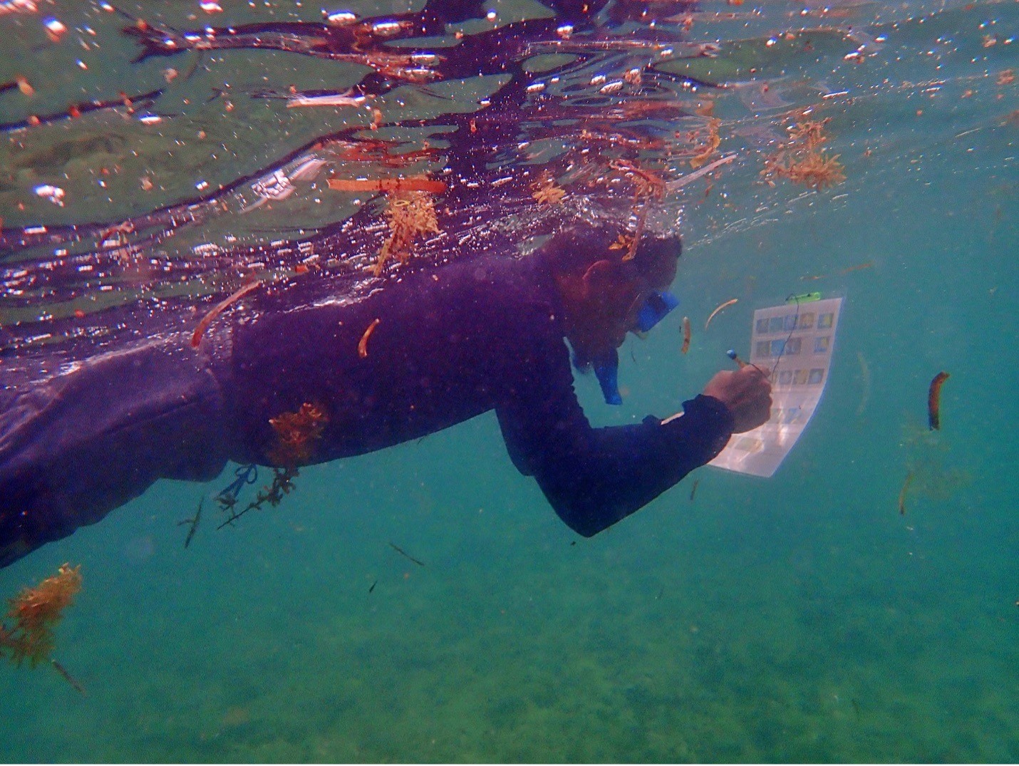 VSU DBS leads coral reef monitoring training with BFAR 8 under the FishCoRe Project